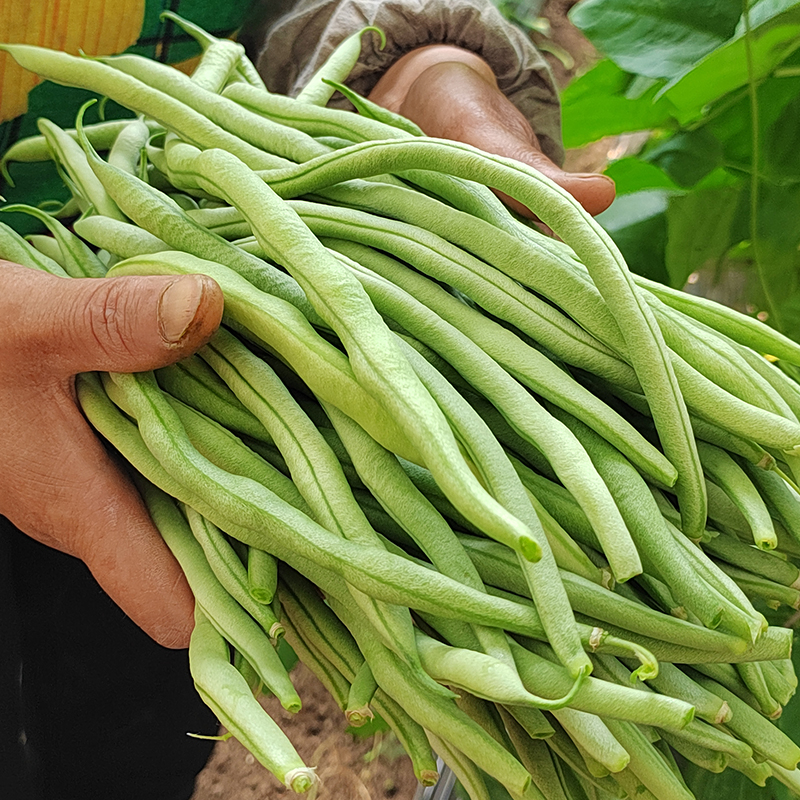 新鲜蔬菜豆角小金豆东北架豆王现摘现发无筋豆四季豆角 - 图3