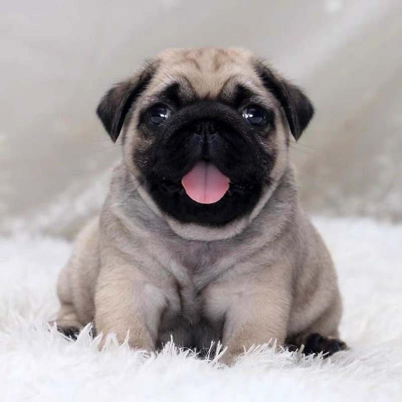 巴哥幼犬活体纯种小型短毛巴哥幼犬憨厚八哥犬可爱哈巴狗活体 - 图0