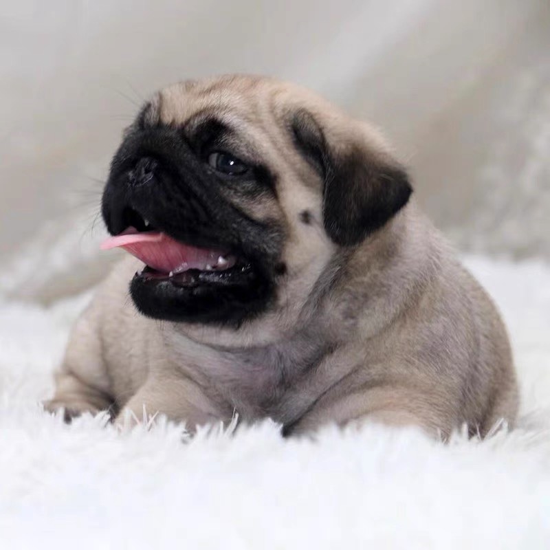 巴哥幼犬活体纯种小型短毛巴哥幼犬憨厚八哥犬可爱哈巴狗活体 - 图3