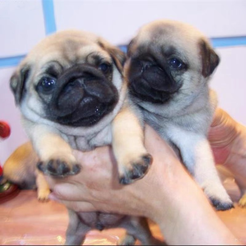 巴哥幼犬活体纯种小型短毛巴哥幼犬憨厚八哥犬可爱哈巴狗活体 - 图2