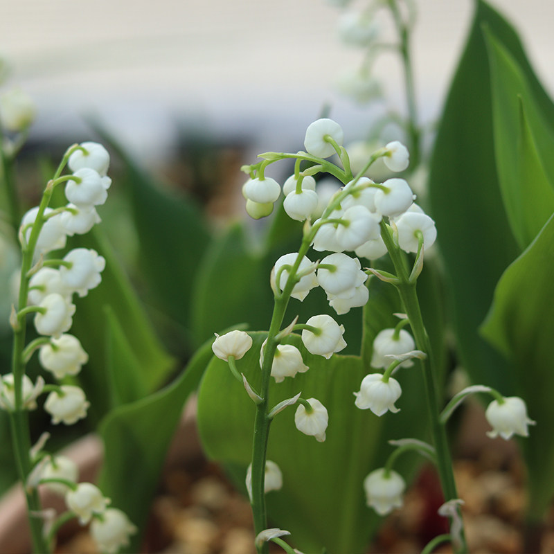 花信铃兰礼盒种植套装进口铃兰精品花多花香易养元旦好礼1盆3芽,淘宝优惠券,粉丝福利购,淘宝优惠卷