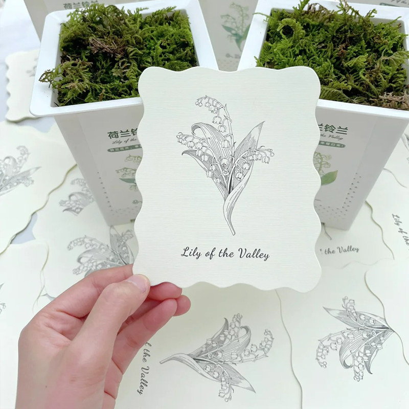 花信铃兰礼盒种植套装进口铃兰精品花多花香易养元旦好礼1盆3芽,淘宝优惠券,粉丝福利购,淘宝优惠卷