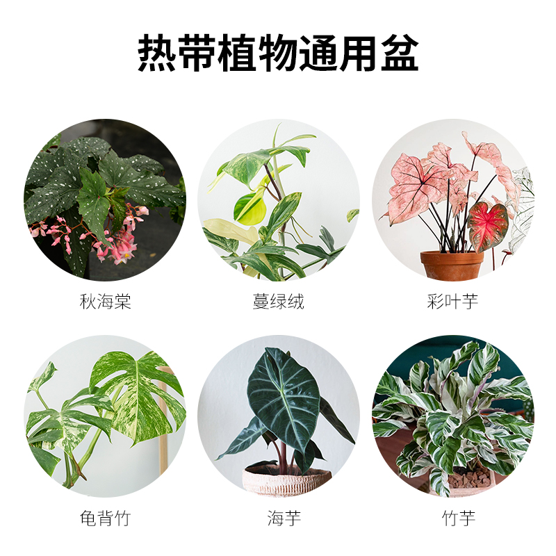 热植盆花信呼吸盆绿植花盆花卉创意花盆海芋蔓绿绒海棠龟背竹花烛-图1