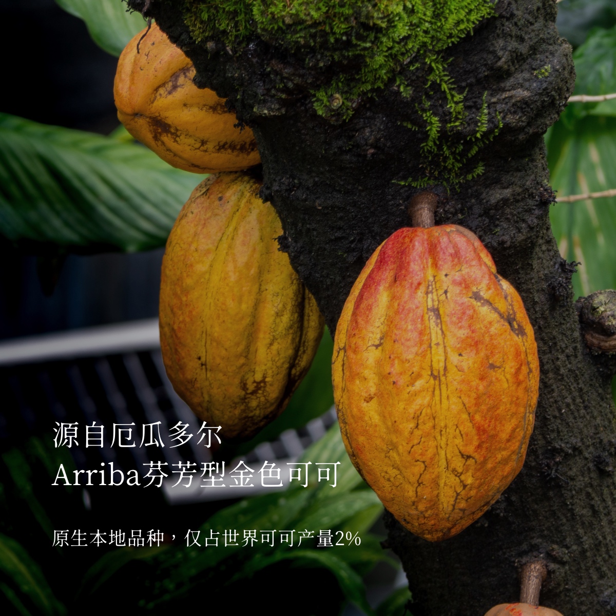 Soileta生可可粉cacao未碱化纯厄瓜多尔可可不加蔗糖生酮冲饮烘焙 - 图1