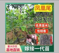 Authentic phoenix tail Sunken Fragrant Saplings of the Miao Miao Seedling Graft Mother Tree Generation Rare and Noble Wood Chess Nanshu