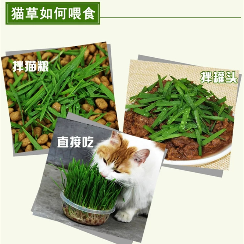 现货天然猫草已种好盆栽发芽已长好猫咪去毛球猫零食种子猫薄荷 - 图2