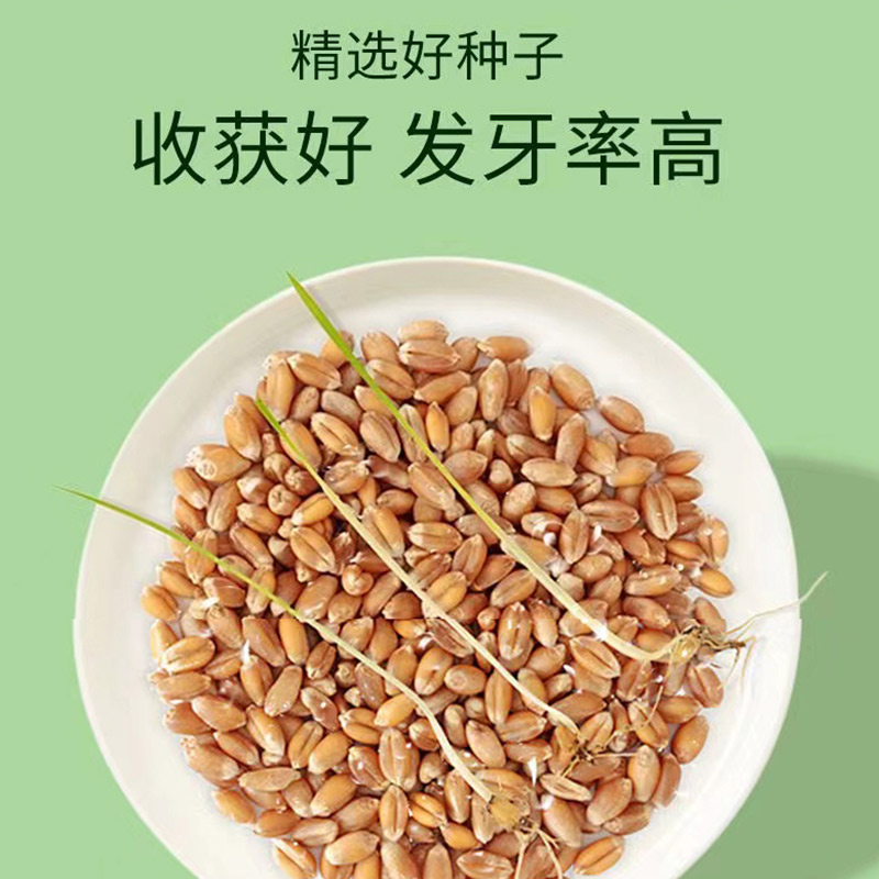 狗草狗可以吃的草狗狗食用草种子宠物排毛球猫草小麦草清洁口腔 - 图2