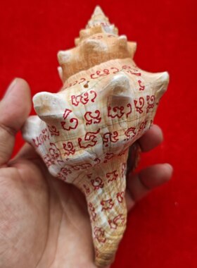泰牌  泰国佛牌 龙婆通康 2560 超大号珐螺 满手画福 内入档档贝