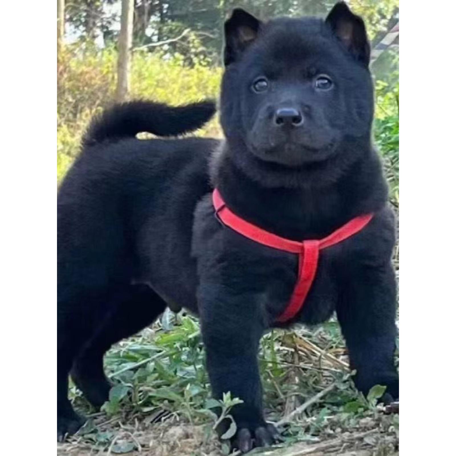 五黑犬土猎犬赶山犬巡山犬便宜看家护院虎头赶山犬中华土狗纯黑狗 - 图2