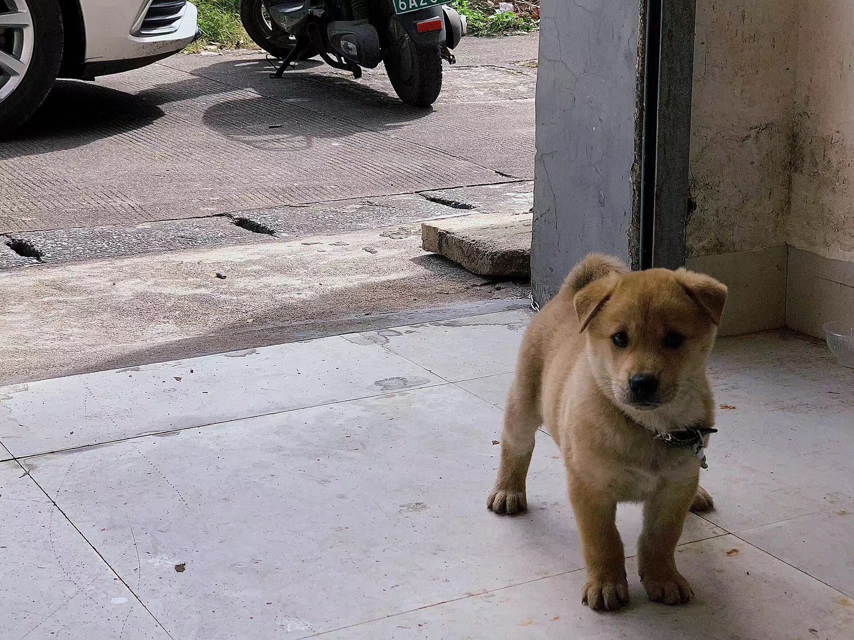 广西土猎犬中华田园犬黄狗白面看家护院忠诚可爱活体大型犬赶山犬 - 图3