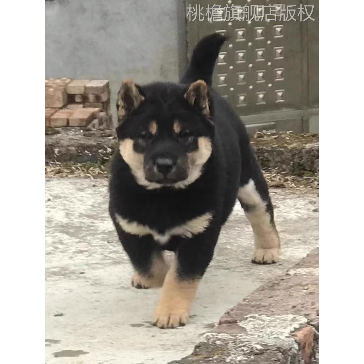 四眼铁包金幼犬中华田园犬正宗四眼狗广西土猎犬赶山犬巡山犬活物 - 图3