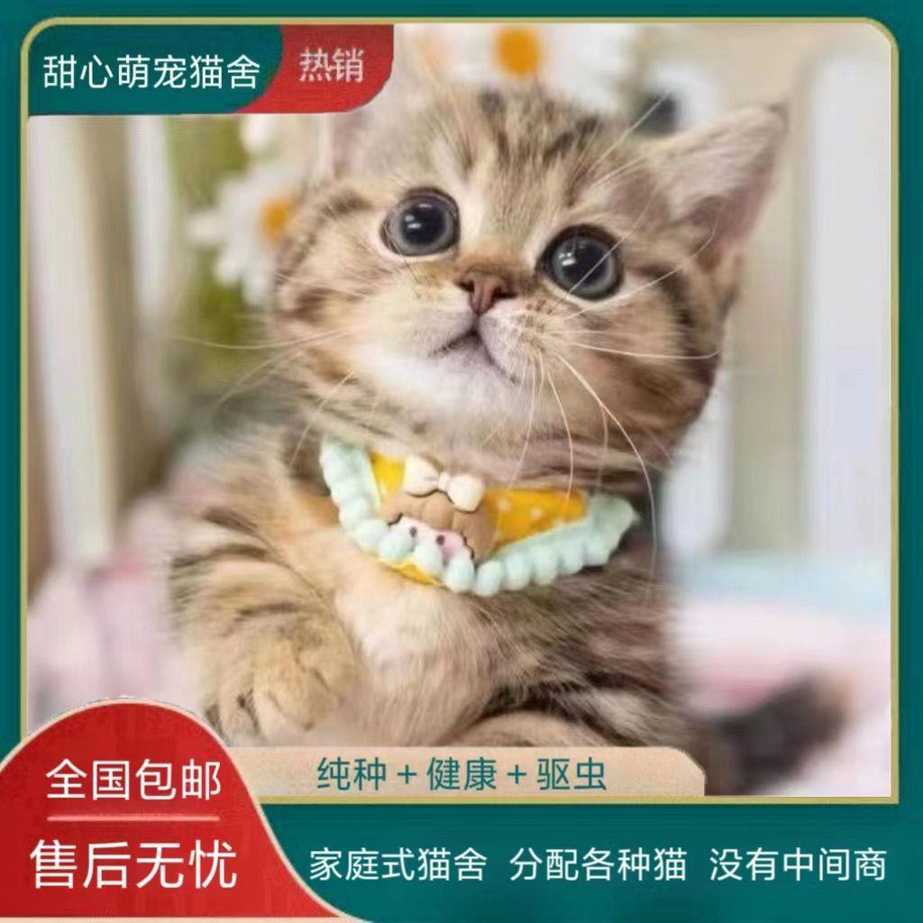 中华田园猫活物橘白猫宠物猫小猫幼猫咪奶牛猫网红三花猫黑猫白猫 - 图3