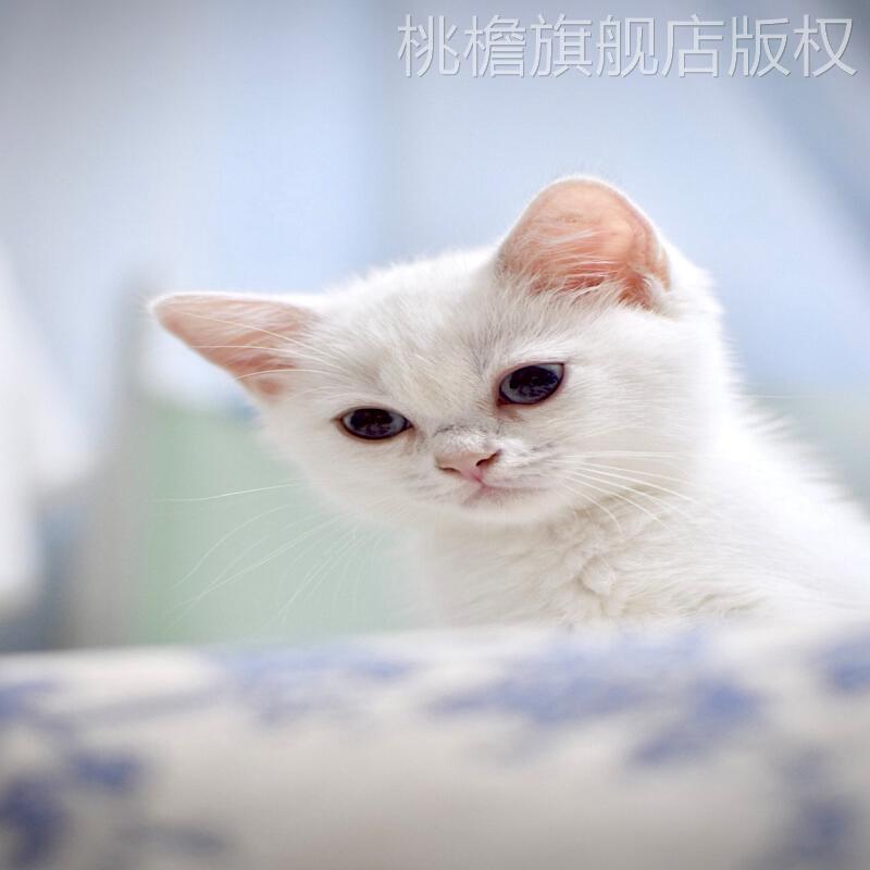 中华田园猫虎斑狸花猫纯种橘猫白猫纯黑玄猫奶牛猫网红三花猫活体-图1