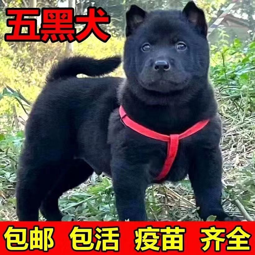 广西虎头五黑犬纯黑混血赶山犬狩猎犬小黑狗土猎幼犬中华神犬田园 - 图0