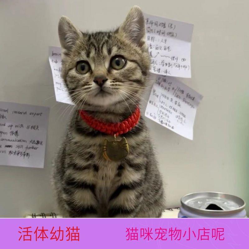 猫咪真猫幼猫猫咪活体宠物猫狸花猫橘猫橘白猫三花猫土猫黑白猫咪 - 图0