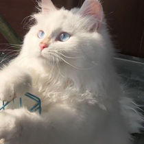 Pure white Shandong lion cat fairy cat blue eyed lion cat Linqing lion cat golden pupil lion cat heteropupil lion cat