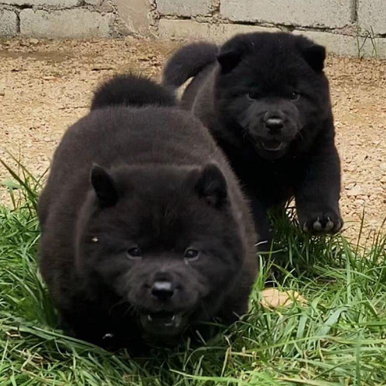 中华田园犬广西土猎狗五黑犬黄狗白面虎斑四眼铁包金土松幼犬活体 - 图0