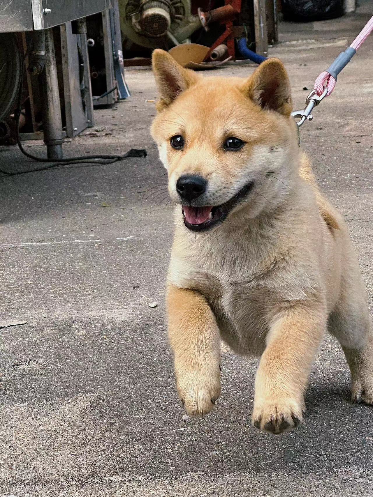 广西土猎犬中华田园犬黄狗白面看家护院忠诚可爱活体大型犬赶山犬 - 图2