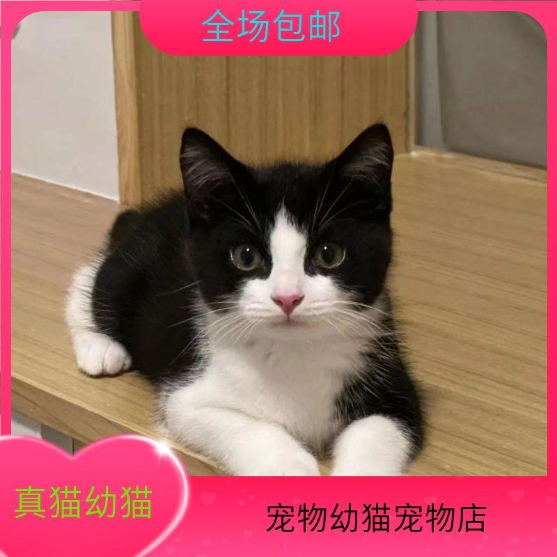 中华田园猫土猫家养橘白猫橘猫狸花猫网红可爱宠物猫三花猫小花猫 - 图3