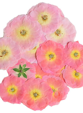 大红玫瑰真花干花花瓣DIY