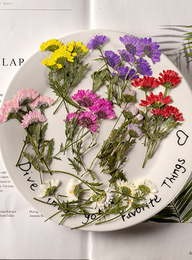 侧压晶菊带干花植物标本diy