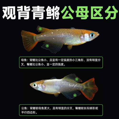 观背青鳉冷水观赏鱼小型自来水不打氧新手好养耐活养不死的小鱼苗 - 图3