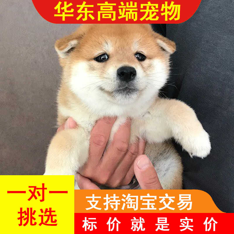 日本秋田犬 新人首单立减十元 22年3月 淘宝海外