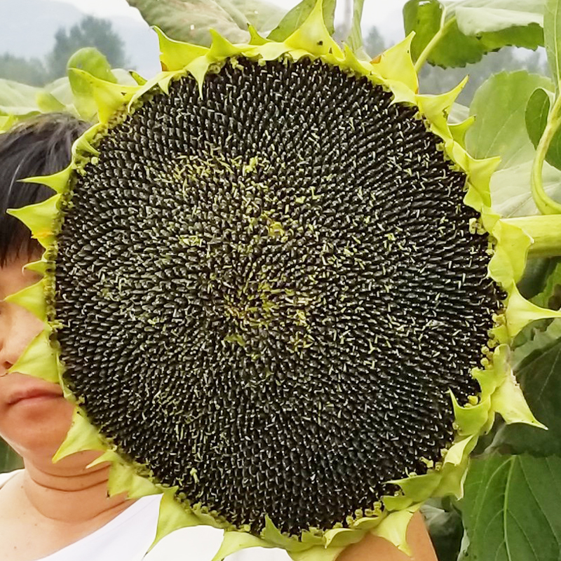 食用向日葵种子矮生葵花种籽大粒瓜籽矮大头油葵种子庭院菜园葵花-图0