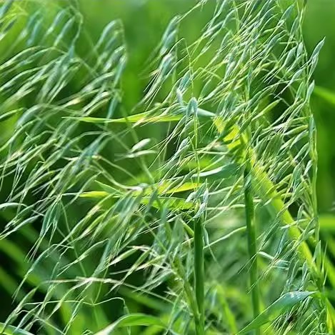 食用燕麦种籽 大麦小麦荞麦种子麦草农家有机麦苗种子500克新种子 - 图0