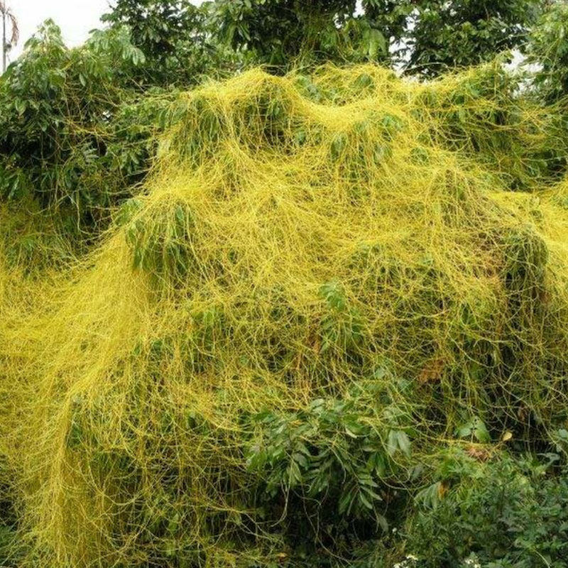 菟丝子种子大豆寄生无根草黄丝黄鳝藤东北野生中草药金丝藤种籽