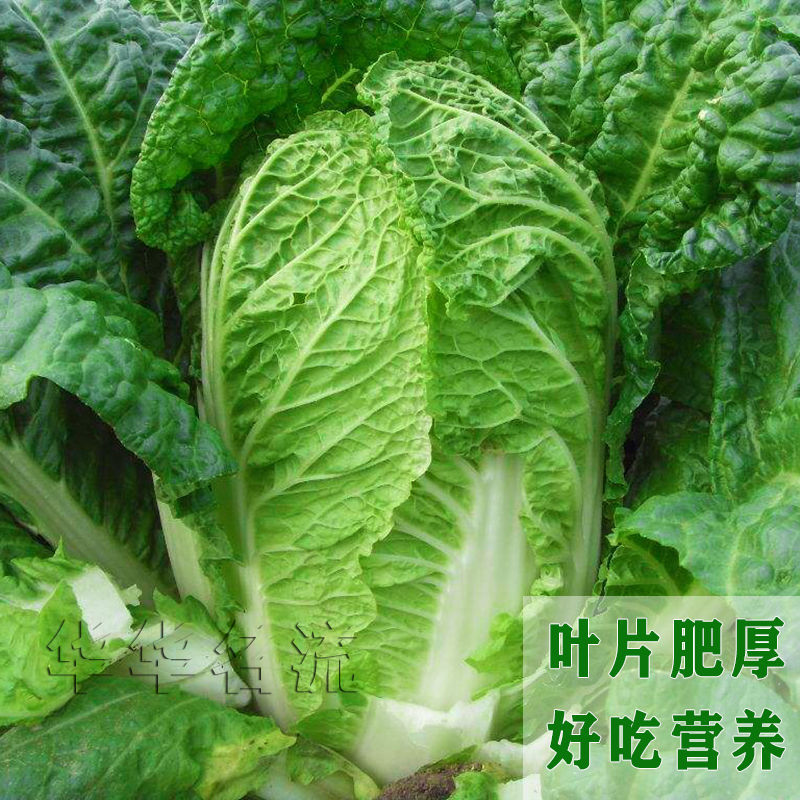 十八斤大白菜种子山东白菜籽冬季四季播大白菜抗病高产蔬菜白菜子-图0