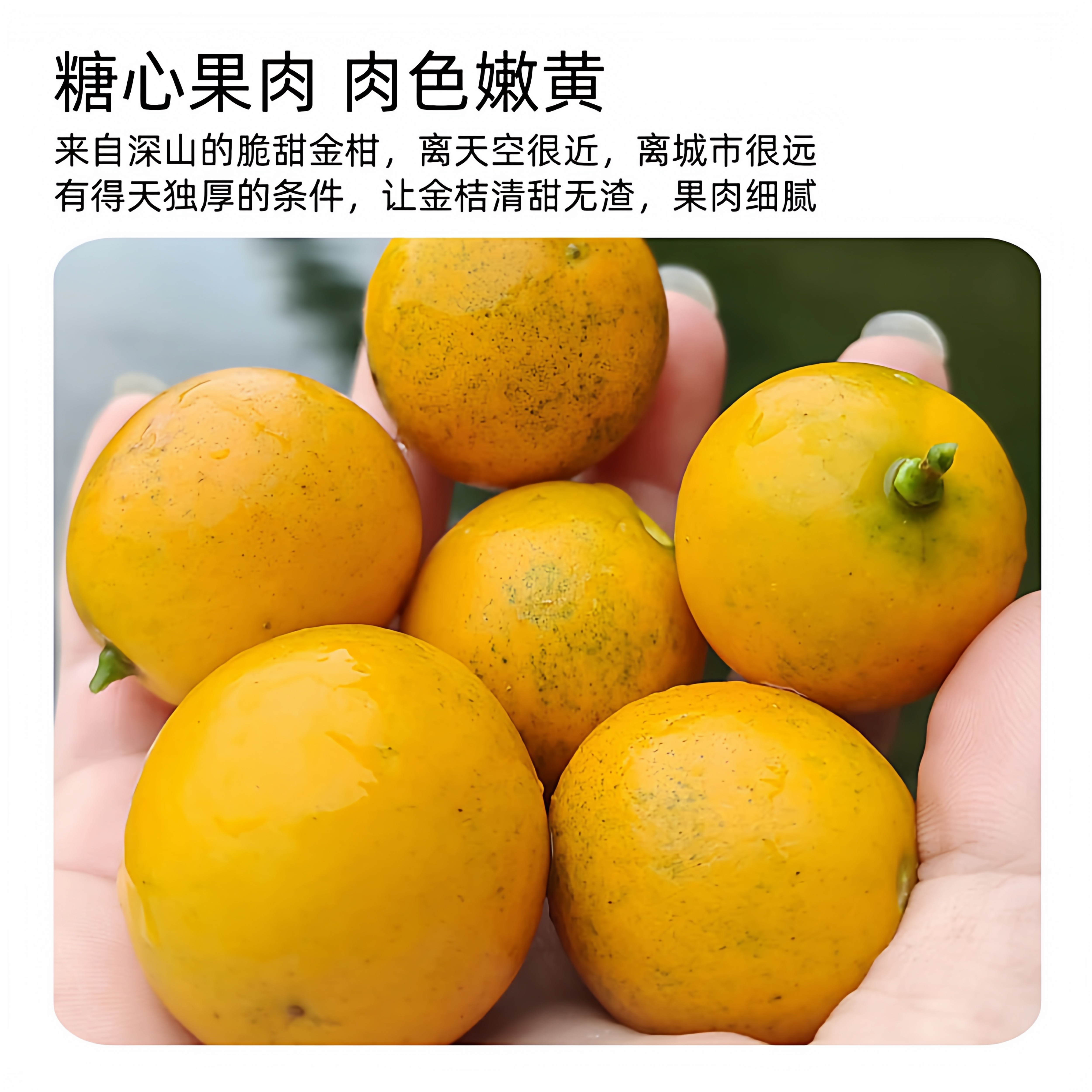 广西滑皮金桔/金柑带皮吃金桔新鲜水果坏果包赔小金桔融安,淘宝优惠券,粉丝福利购,淘宝优惠卷