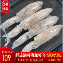 (3 Packaging) Sea Rabbit Full Seed Fresh Frozen Sea Trapeze Pen Tube Fish Live Seed U Full Seed Ink Fish Hot Pot