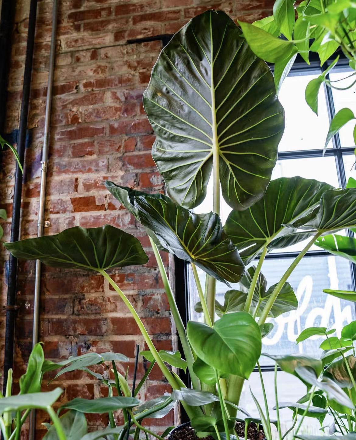 鲸鹿花园 帝王盾海芋Alocasia 'Regal Shields'室内大型观叶热植 - 图2