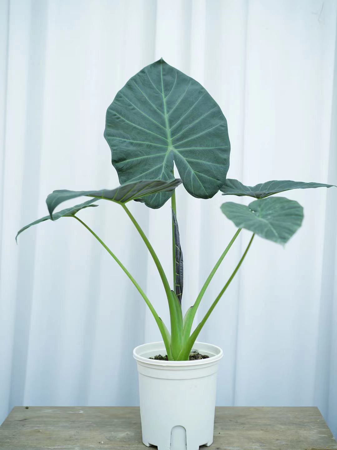 鲸鹿花园 帝王盾海芋Alocasia 'Regal Shields'室内大型观叶热植 - 图3