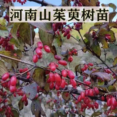 山茱萸树苗中药材山萸肉树苗枣皮树苗药材苗绿化苗木盆景盆栽地栽 - 图2