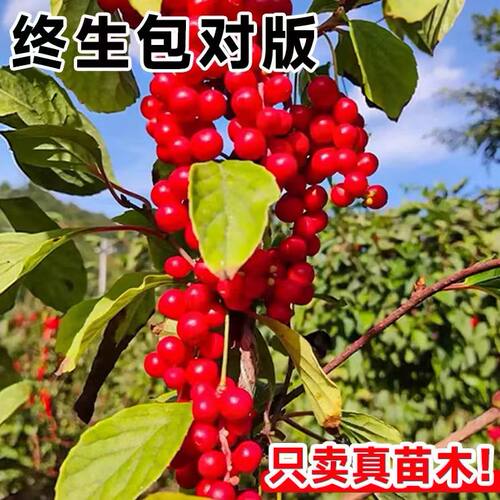 五味子树苗正宗中药材南北五味子苗庭院阳台盆栽地栽果树苗包活 - 图1