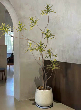 仿真植物金边百合竹大型仿生绿植