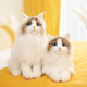 Chongker Papa Ragdoll PP Cotton Simulation Cat Doll