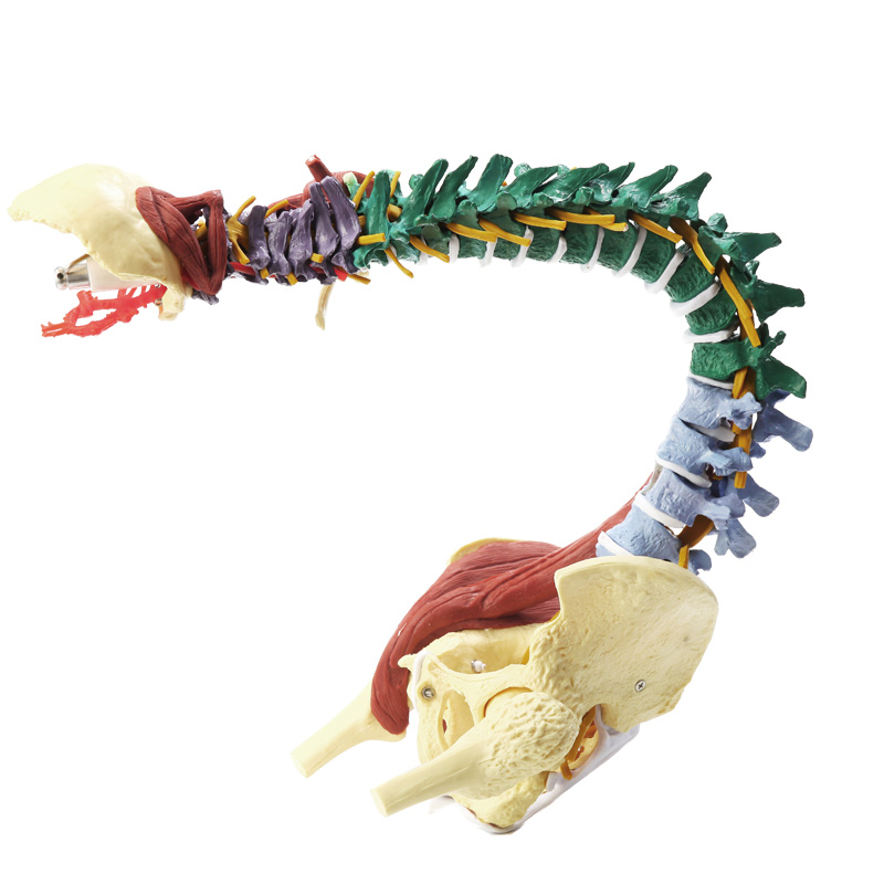 人体骨架腰椎颈椎仿真脊柱解剖可弯曲医学神经骨骼教学脊椎骨模型-图3