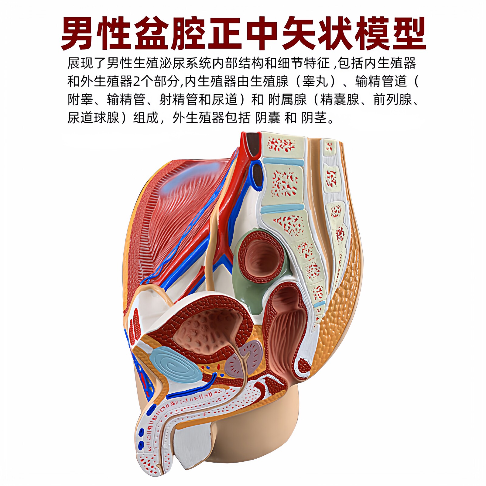 男女性正中盆腔矢状切面解剖模型生殖器官泌尿系统前列腺子宫教具