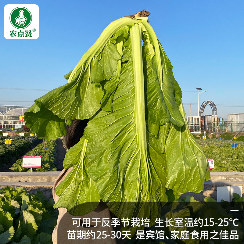 大叶甜芥菜种籽广东大种肉扁哈芥菜种子介菜种孑四季耐热蔬菜种子-图1