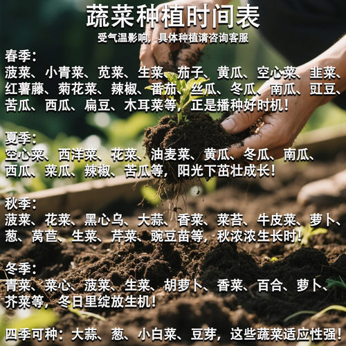 八月忙紫豆角种子紫豇豆种子架豆芸豆长豇豆早熟绿豆角四季豆种子 - 图3