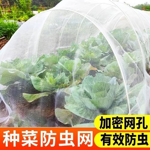防虫网种菜专用网80目防虫罩加密纱网菜苗菜地果园网蔬菜防鸟罩 - 图3
