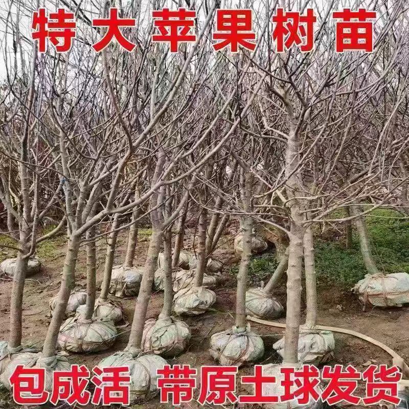 苹果树当年结果大树嫁接红富士冰糖心活苗地栽北方耐寒果树带土球