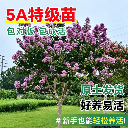 紫薇花树苗盆栽庭院红火箭丛生红紫薇百日红老桩别墅绿化风景树苗 - 图1