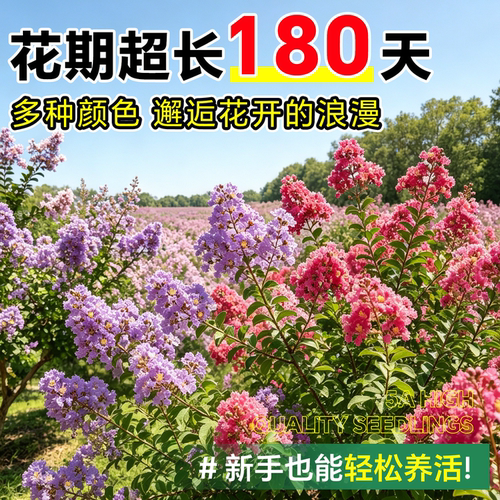 紫薇花树苗盆栽庭院红火箭丛生红紫薇百日红老桩别墅绿化风景树苗 - 图2