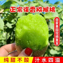 Shaanxi Week to Zhengzong Xu Xiangqi Exotic Fruits Green Heart Pure Sweet Not Sour When Season Fresh