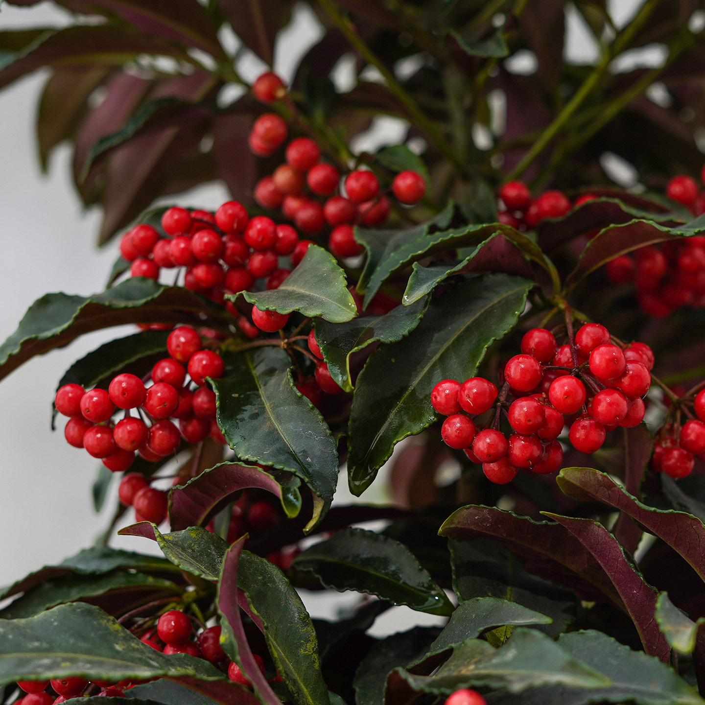 富贵籽盆栽办公室内客厅黄金万两年宵花带果喜庆好养花卉绿植盆景,淘宝优惠券,粉丝福利购,淘宝优惠卷