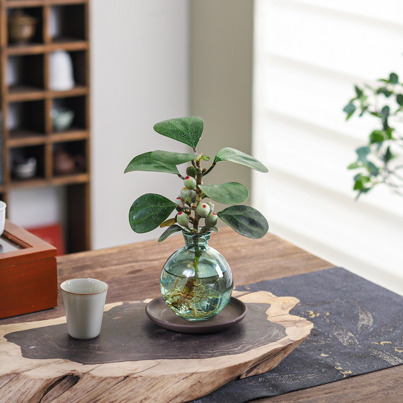 水培植物发财树室内净化空气小盼菩提四季好养绿萝客厅花卉绿植,淘宝优惠券,粉丝福利购,淘宝优惠卷